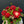 Load image into Gallery viewer, Festive Xmas Arrangement
